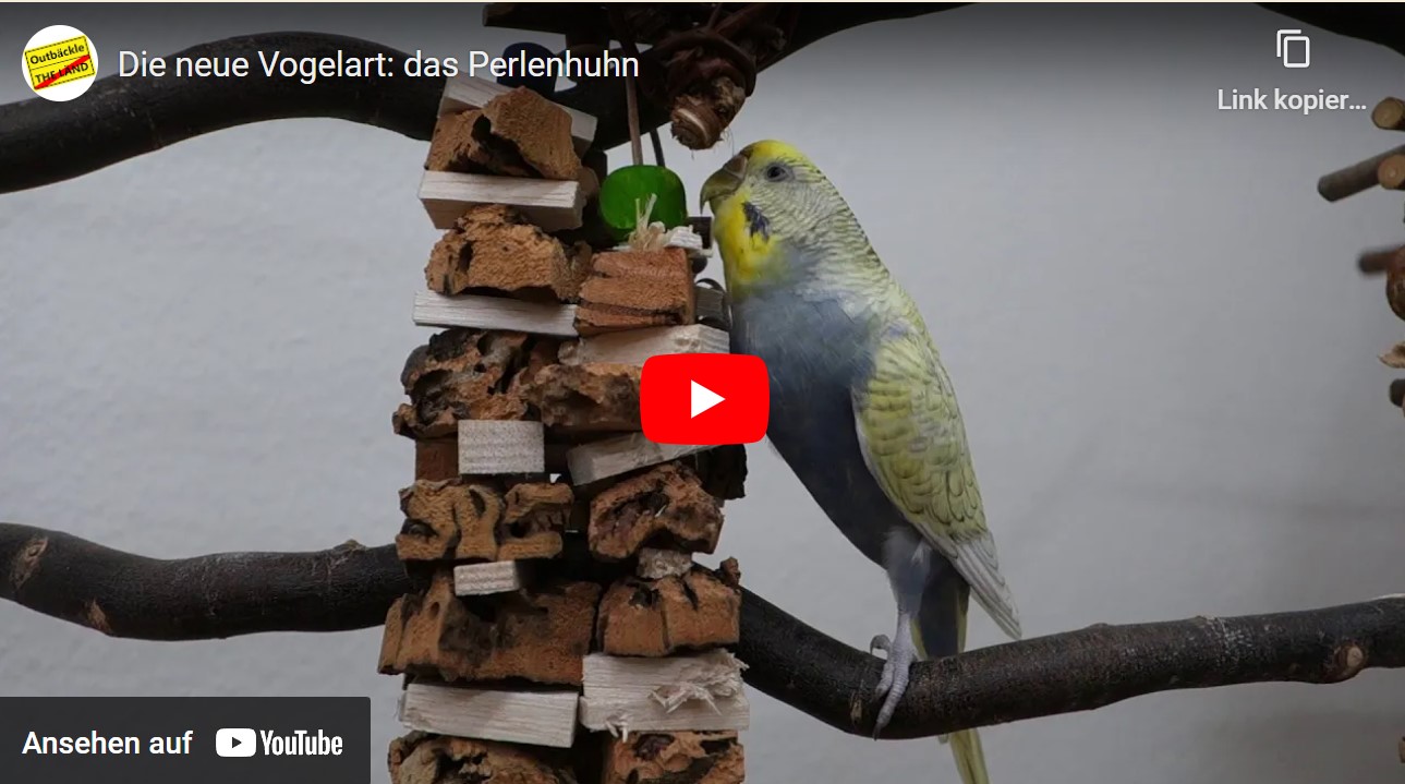 Die neue Vogelart: das Perlenhuhn