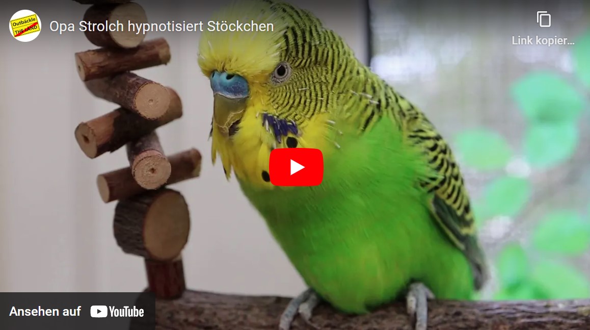 Stöckchen hypnotisieren