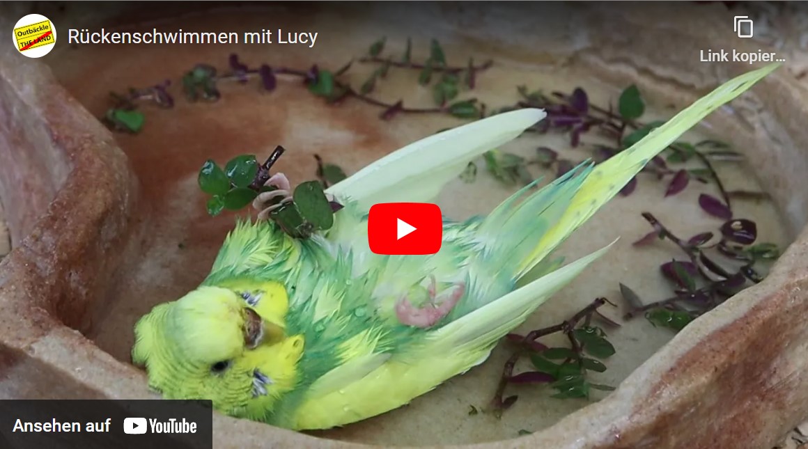 Rückenschwimmen mit Lucy