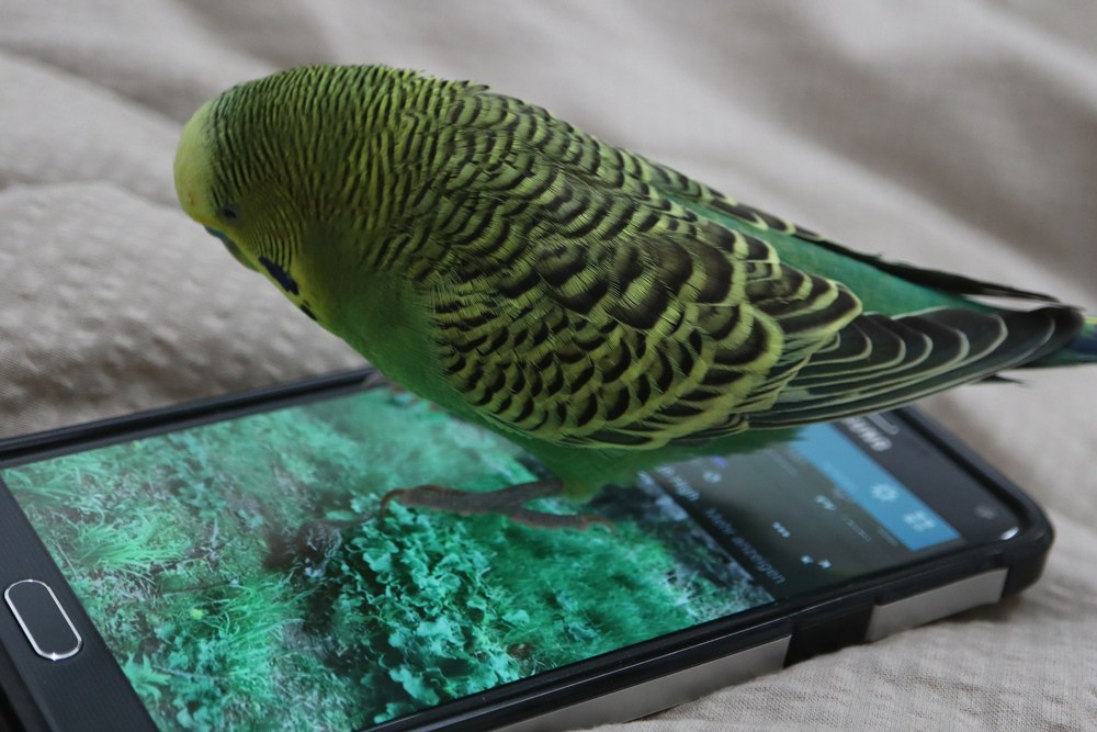 Enten-Matrix im Vogel-TV