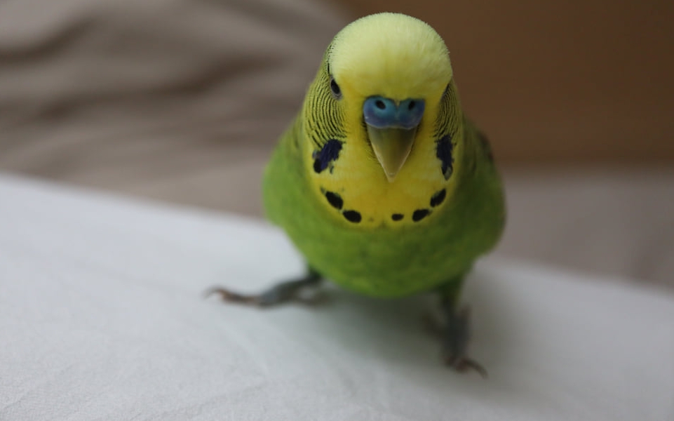 Oskar will helfen…