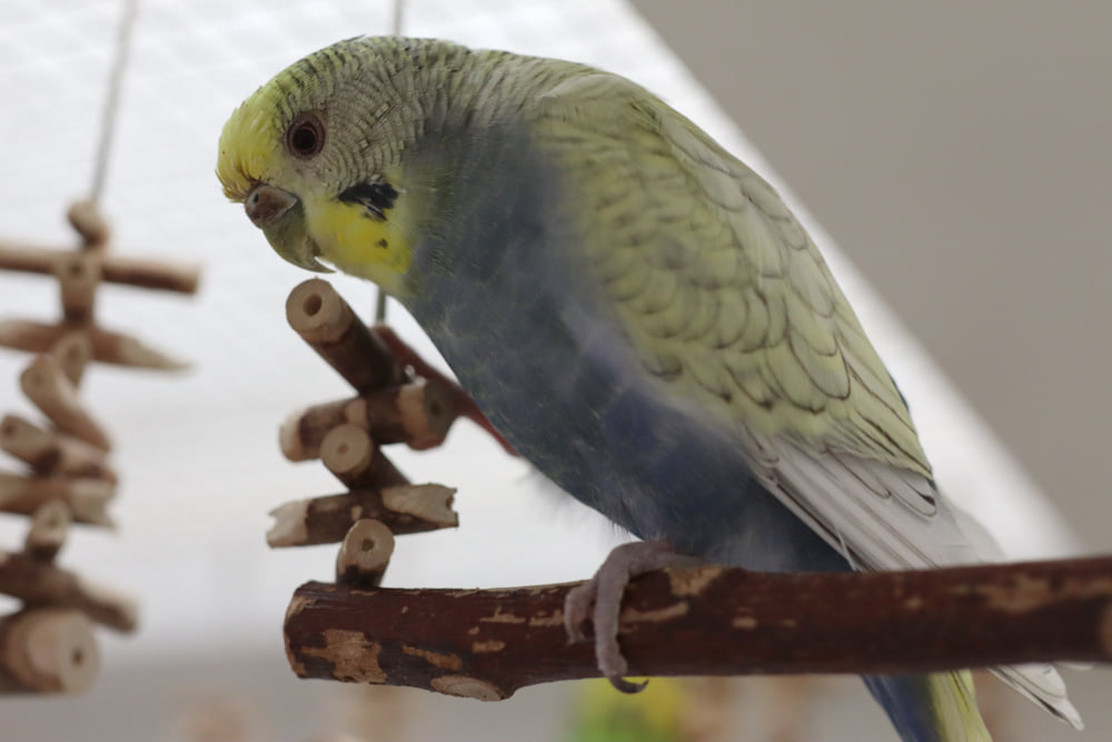 Lise war beim Vogel-Augenarzt