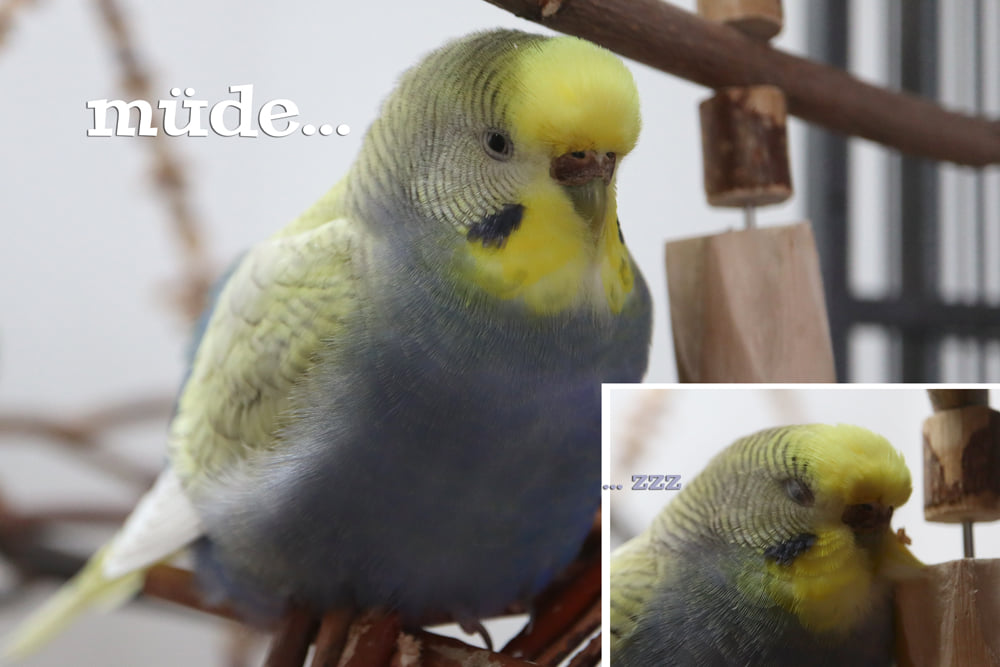 Lila-Lise ist…
