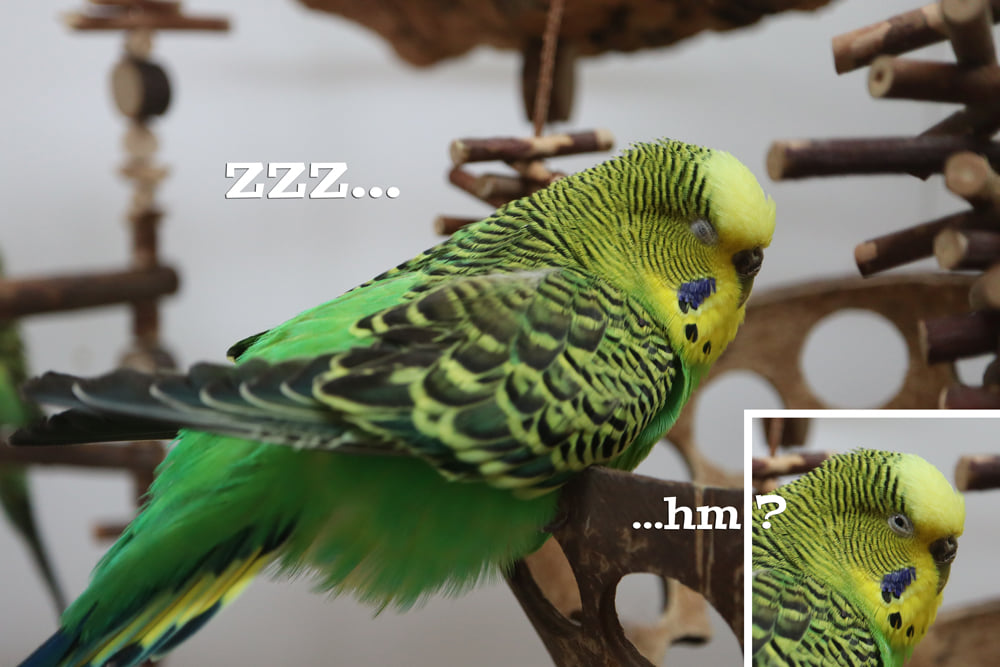 zzz…