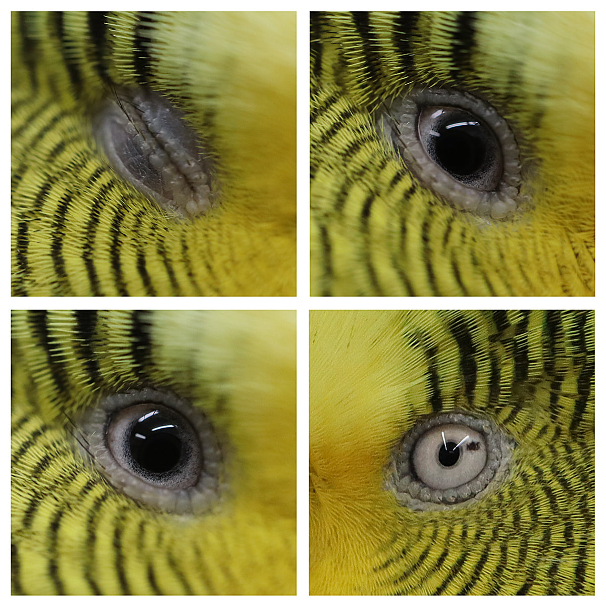 Das Auge