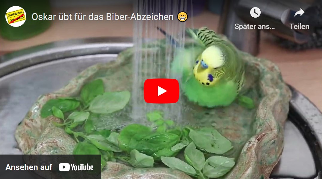 Das Biber-Abzeichen