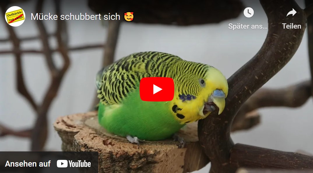 Mücke schubbert sich