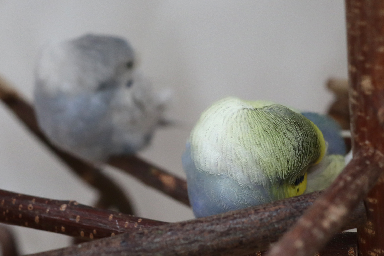 Flauschige Böbbele