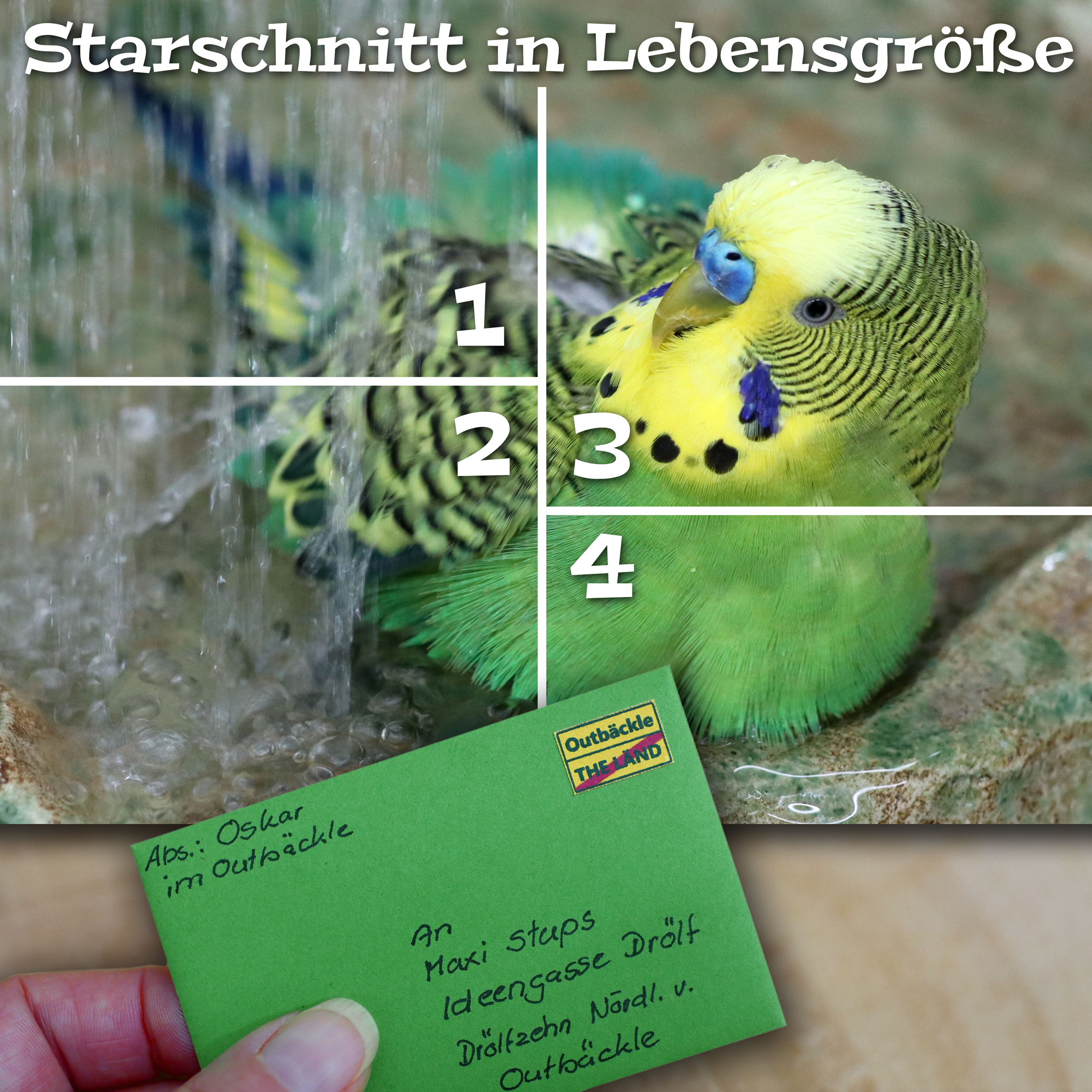 Starschnitt in Lebensgröße