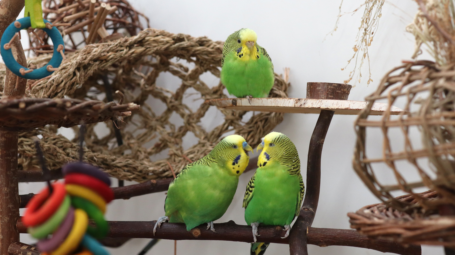 Das bestellte Trio