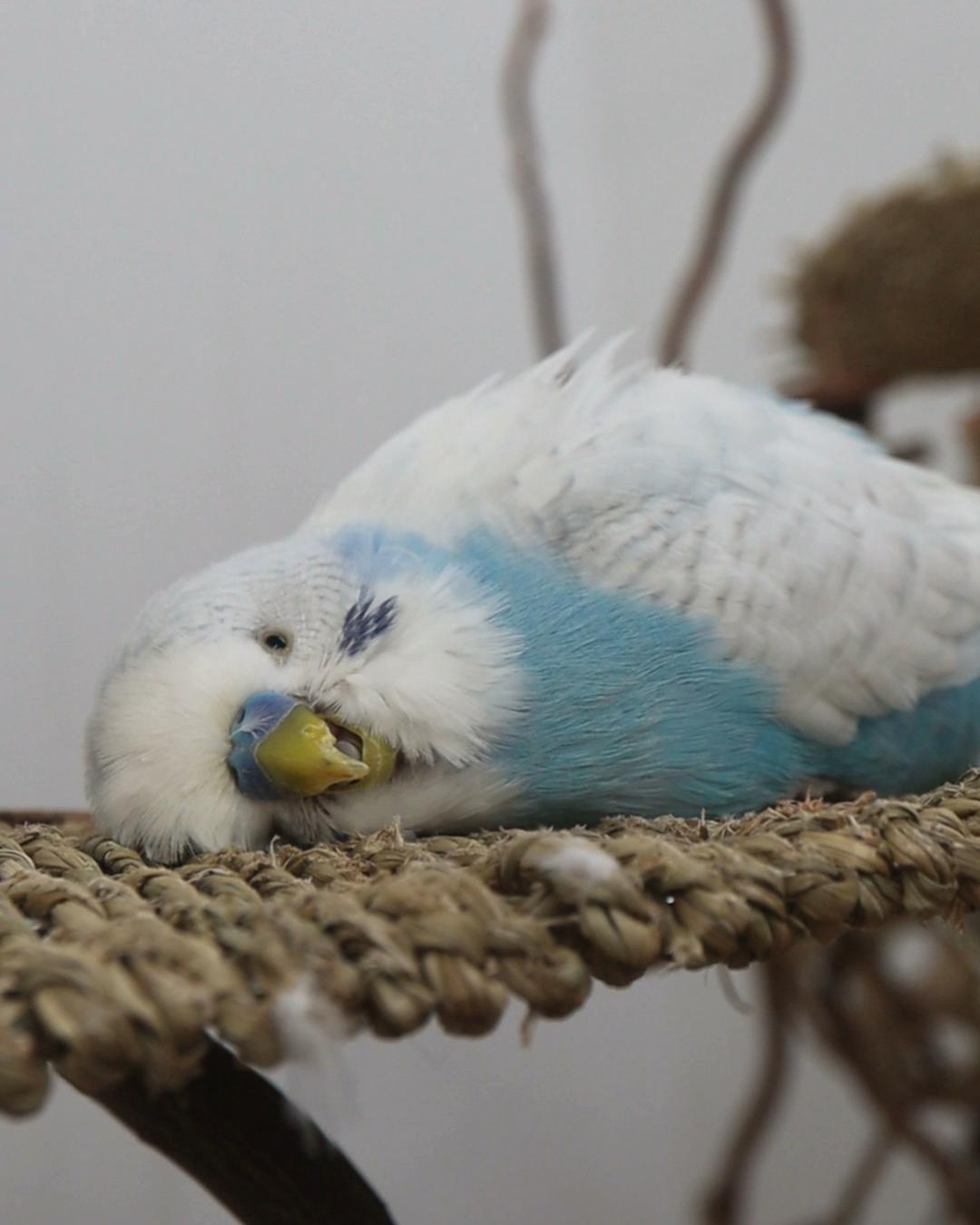 Geheimnis des Fluffs
