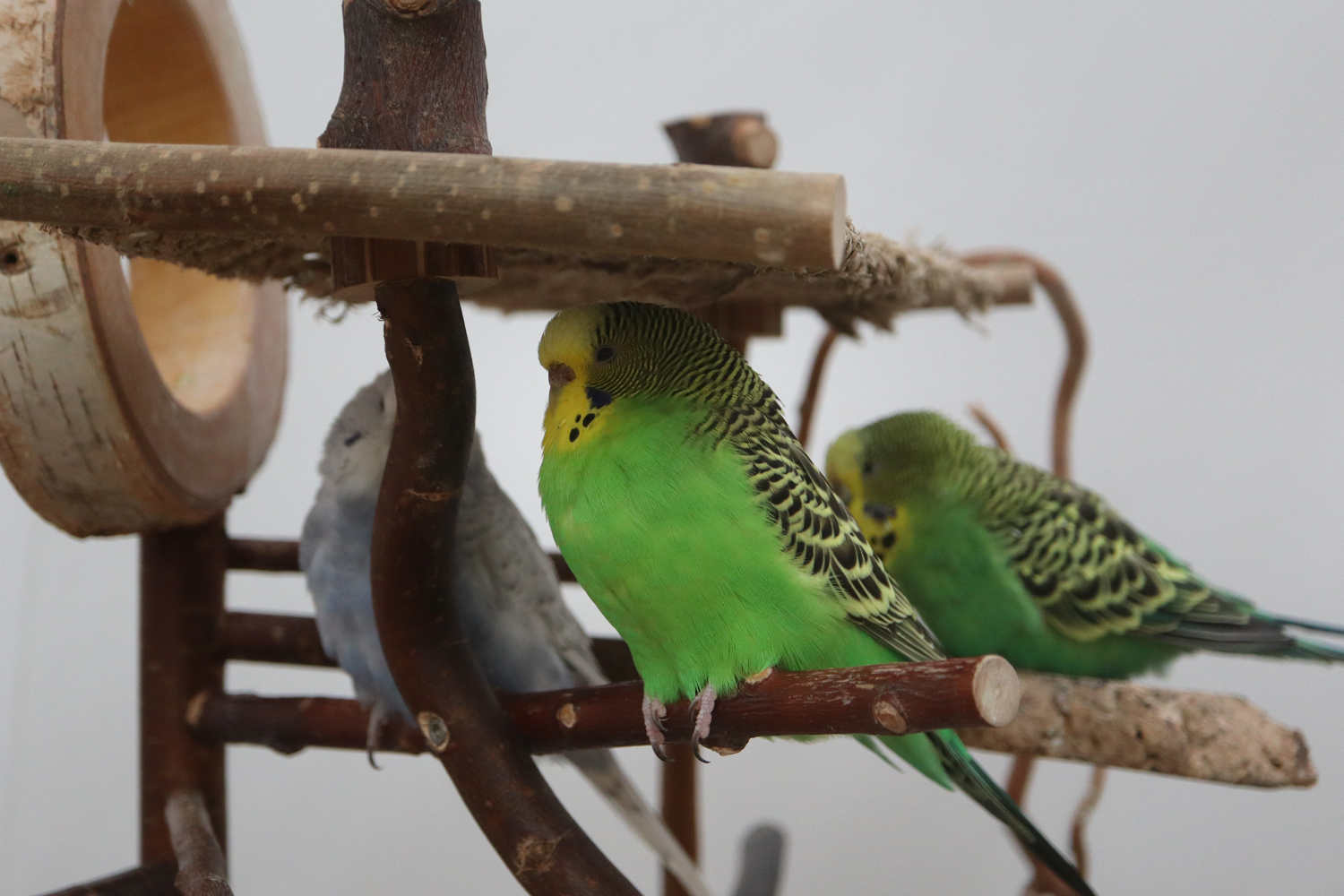 Drei Mädels im Schatten