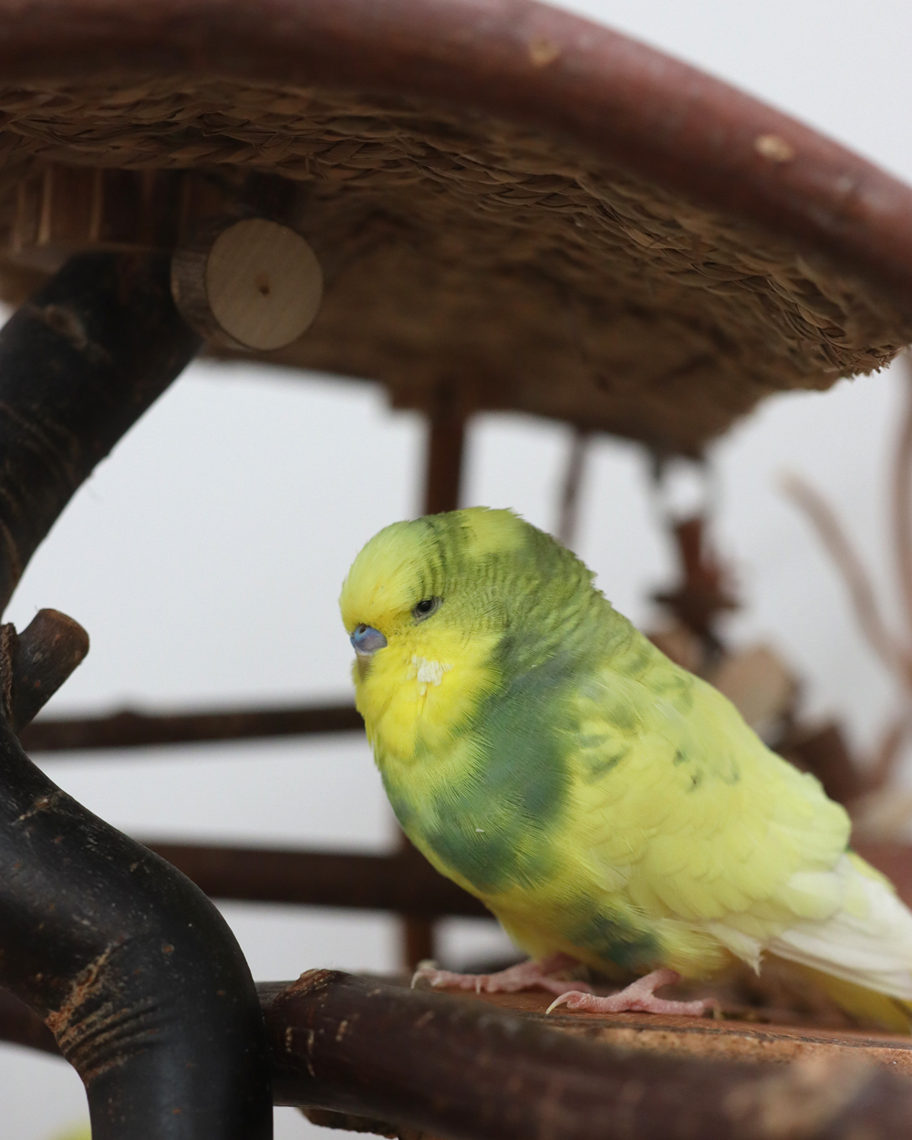 Muffins Lieblingsplatz