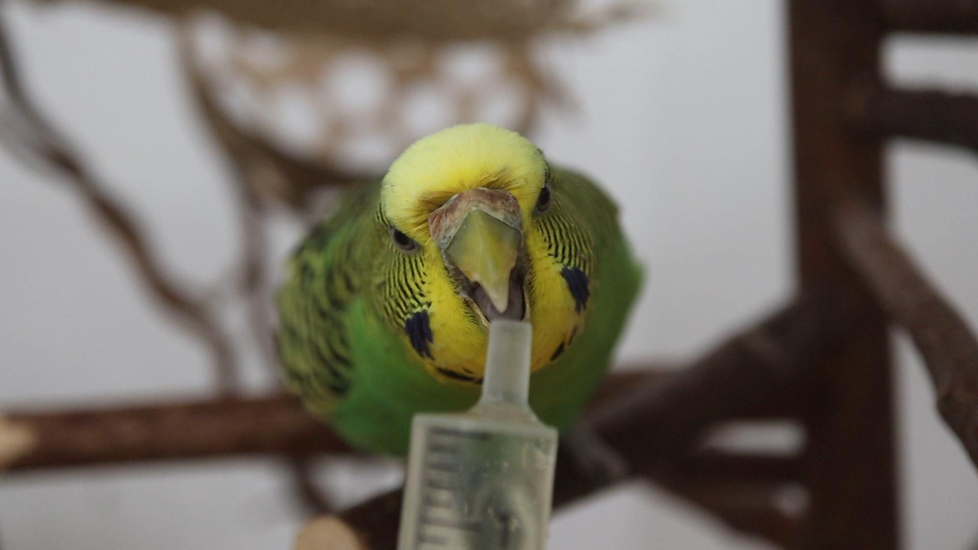 Tröpfle für Findik 