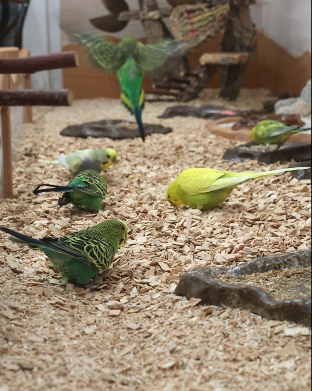 Abendkörnchen mit den Neuen