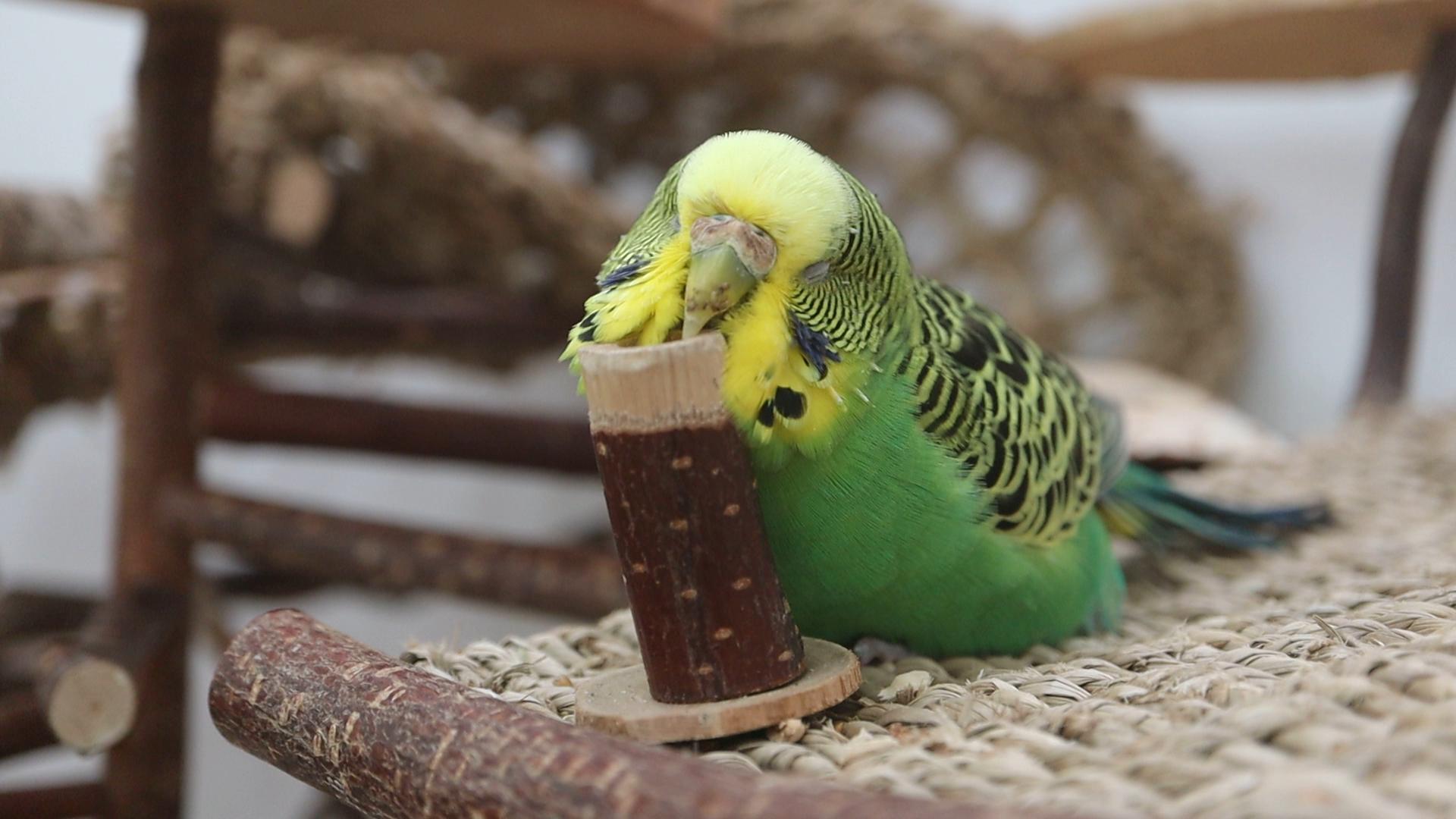 Wenn Wellies schnurren könnten…