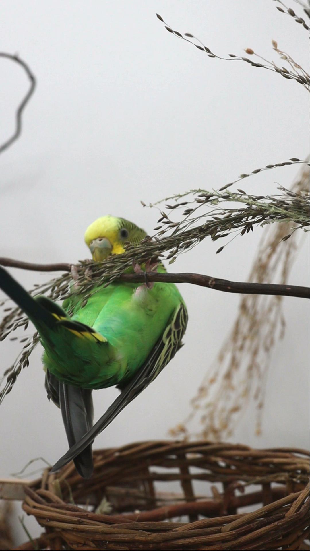 Gräser sammeln mal anders