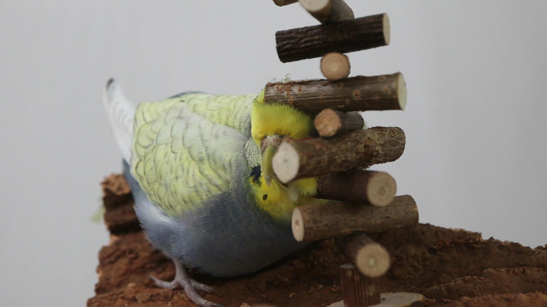 Wellischrubbmaschine