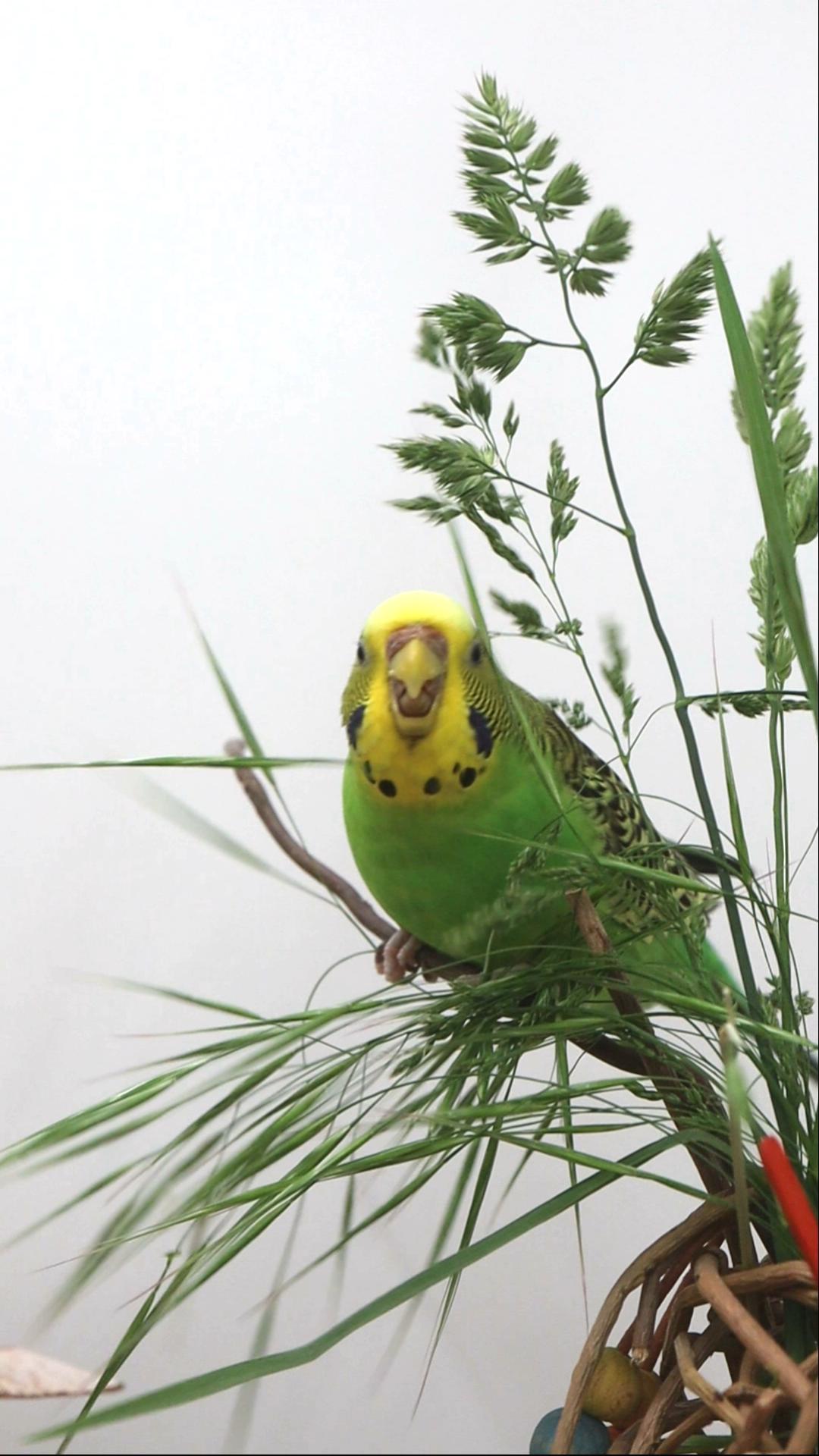 Lieblings-Trespe sammeln