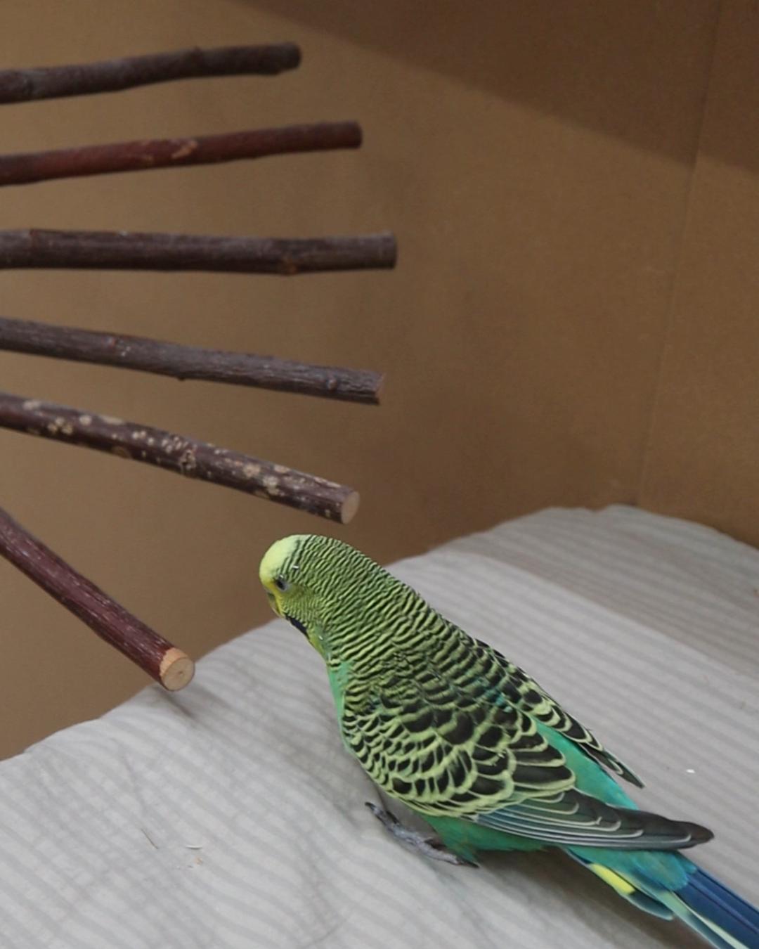 Ungeheuer aus der Tiefe