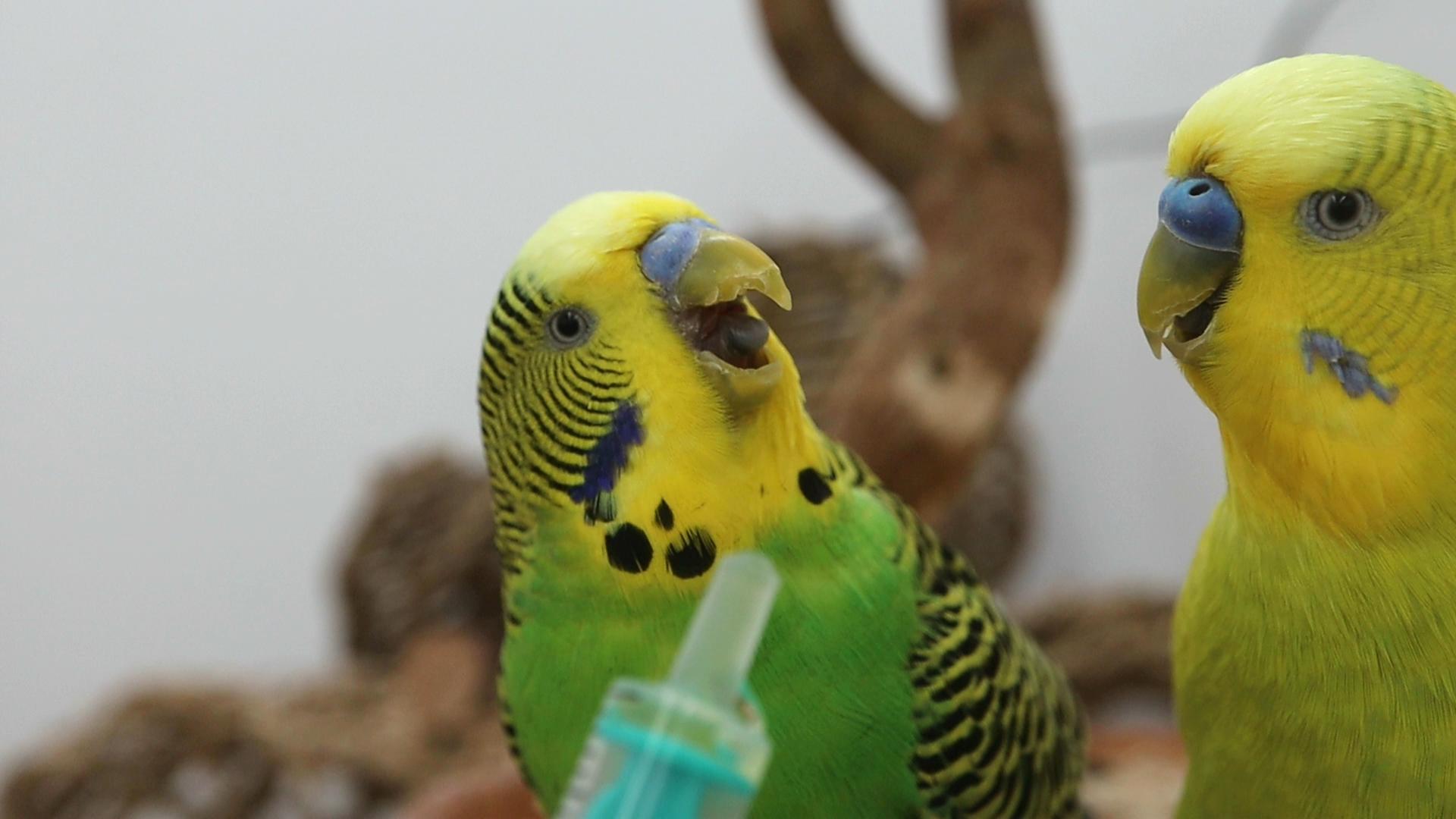 Mücke nimmt seine Herzmedis