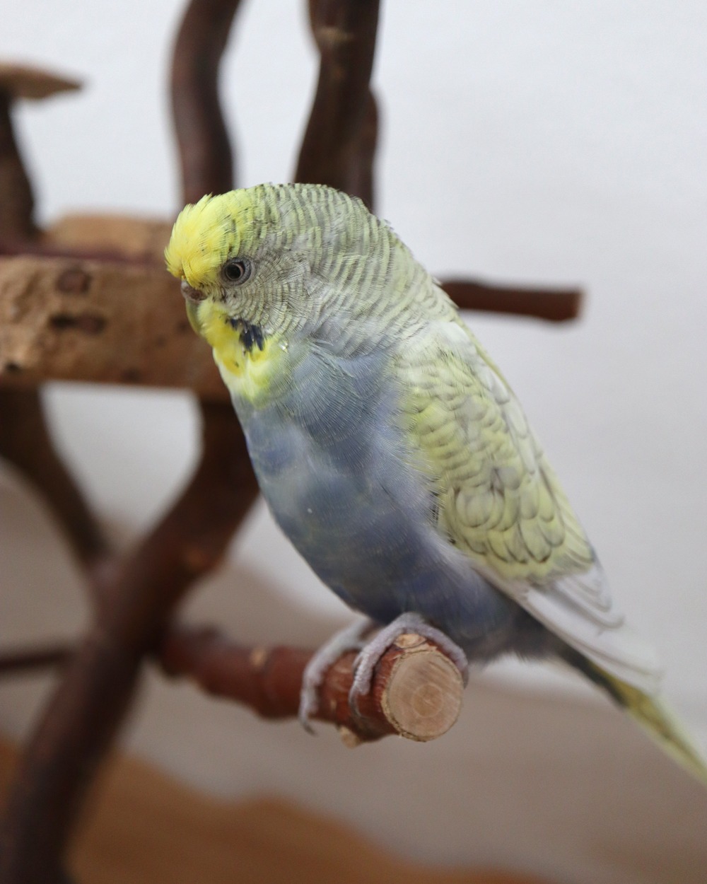 Lise ist nicht begeistert!