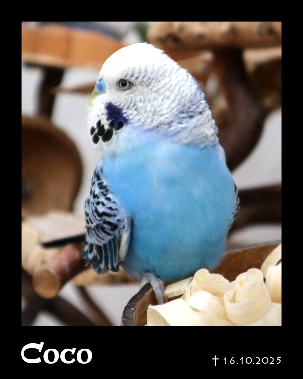 Gute Reise kleiner Coco