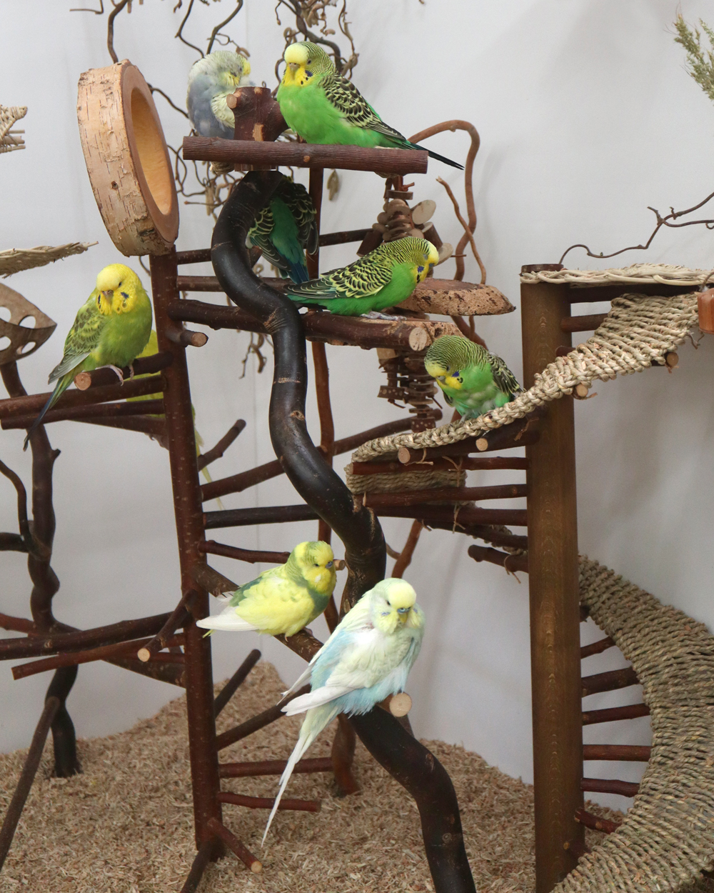 Eine Spezialwendel für Tüffi