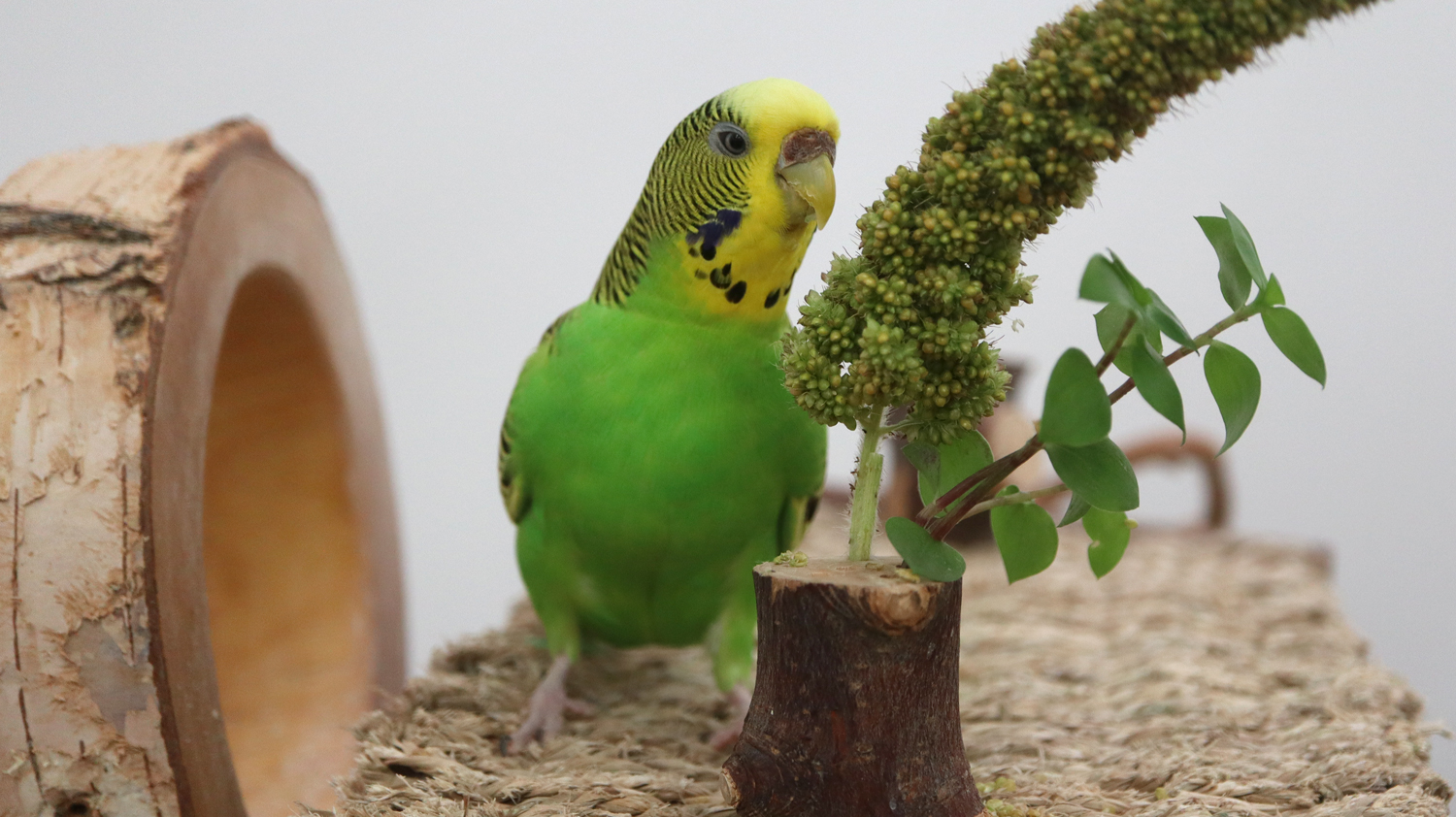 Welche nehm‘ ich denn?