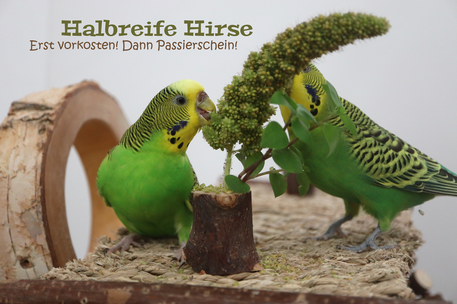 Halbreife Hirse