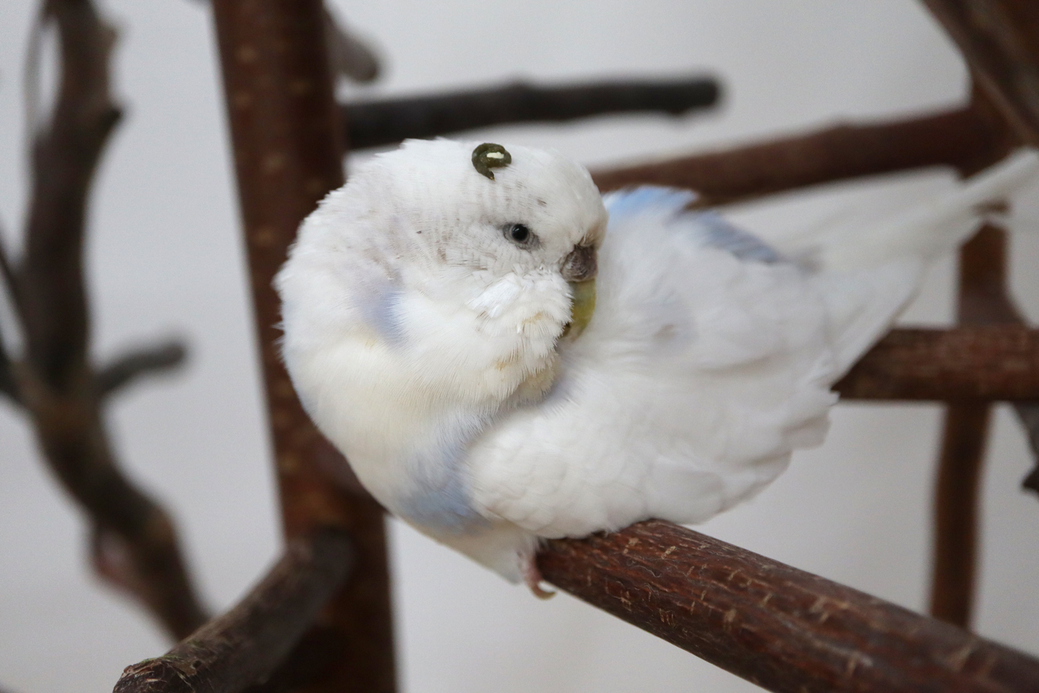 Neues Krönchen für Sissi