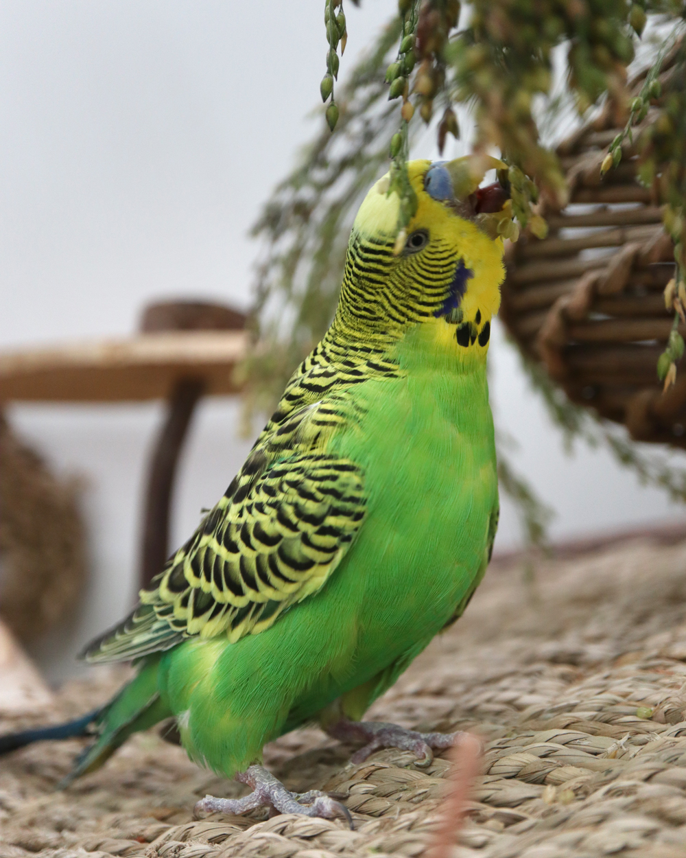 Die leckersten sind ganz oben