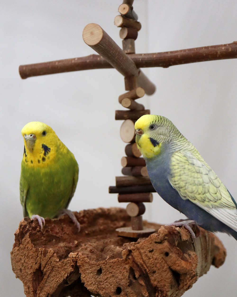 Die Aufnahme in den Mädelsclub