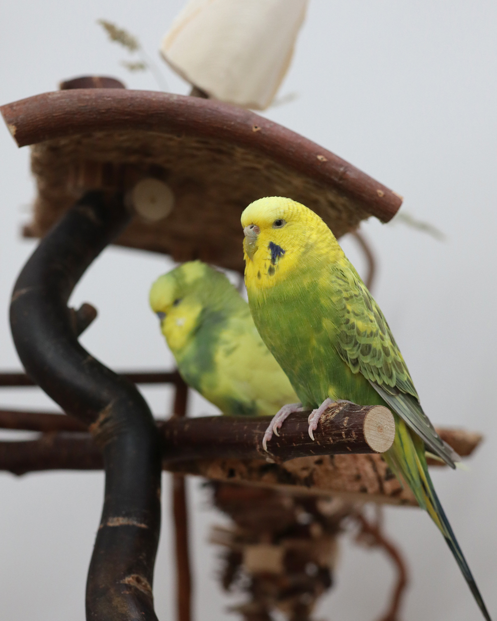 Muffins Lieblingsplatz