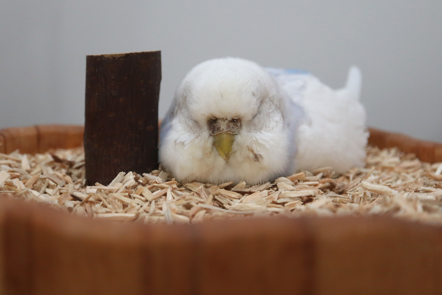 Prinzessin auf der Streu