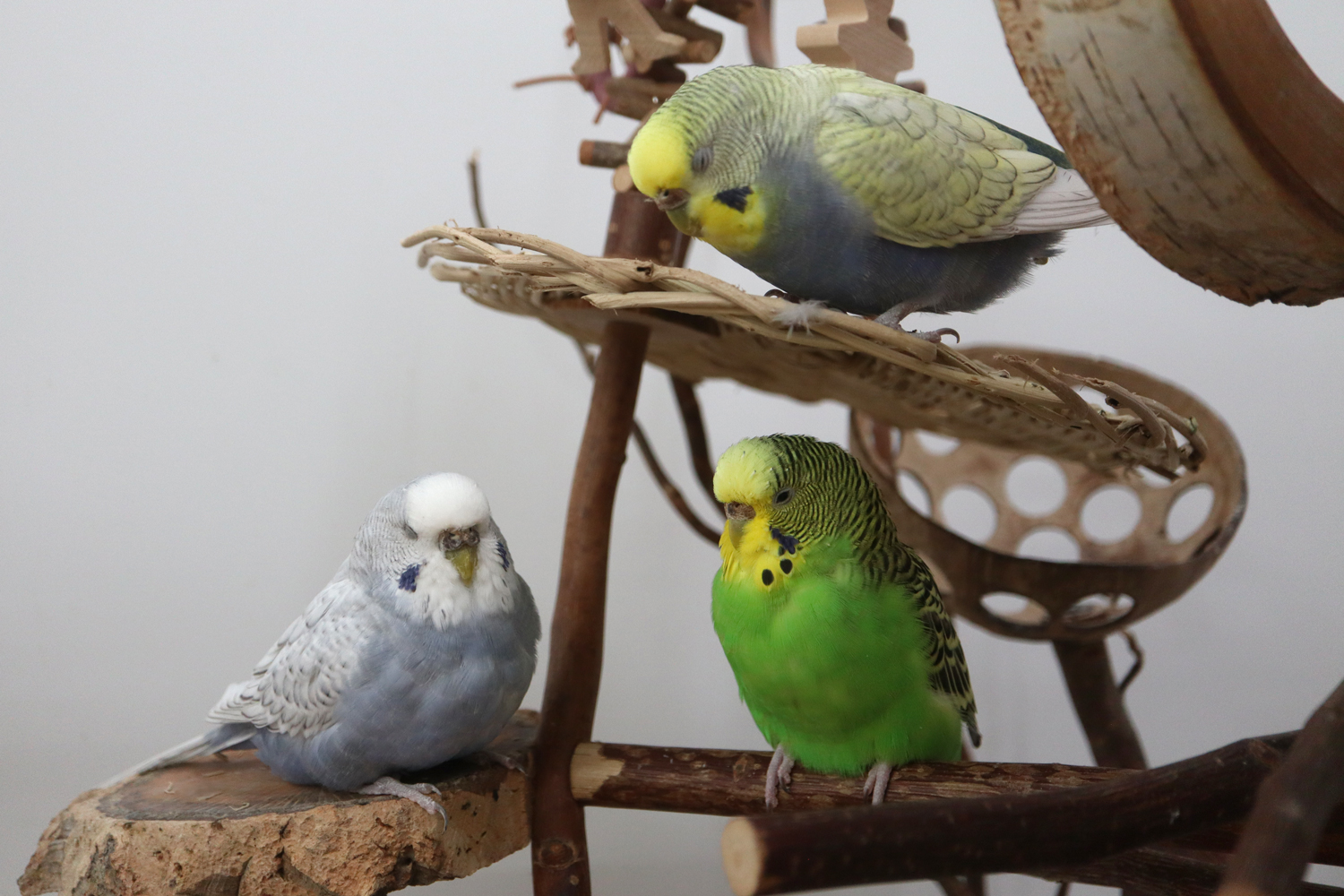 Der Mädelsclub tagt