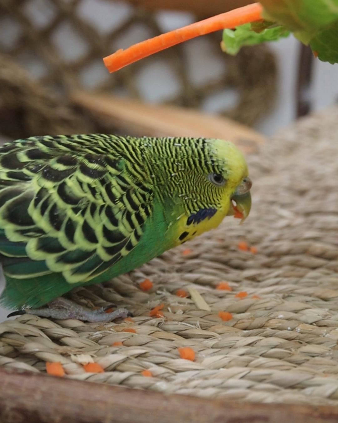 Der Karottensalat 🥕