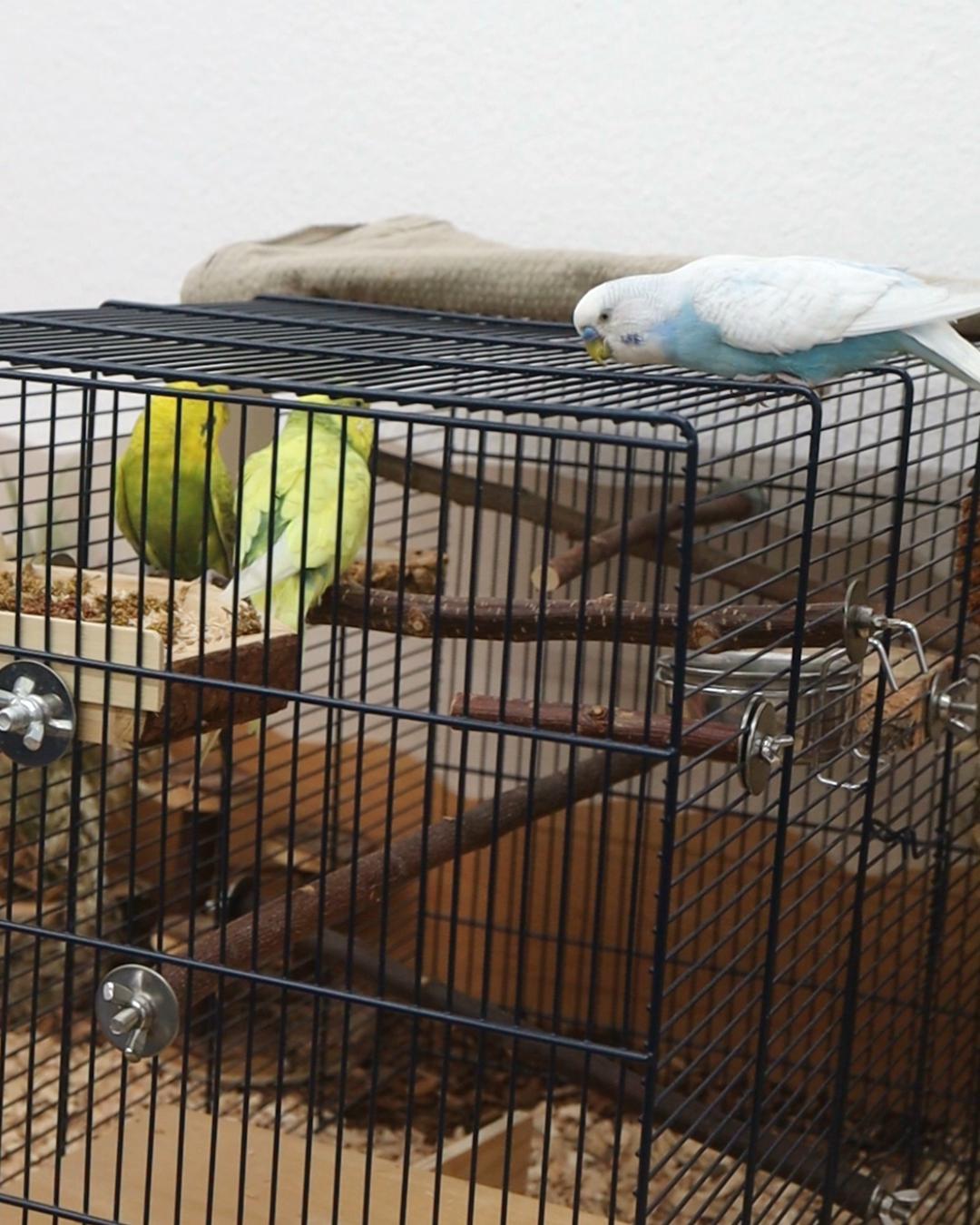 Fusseline und Muffin