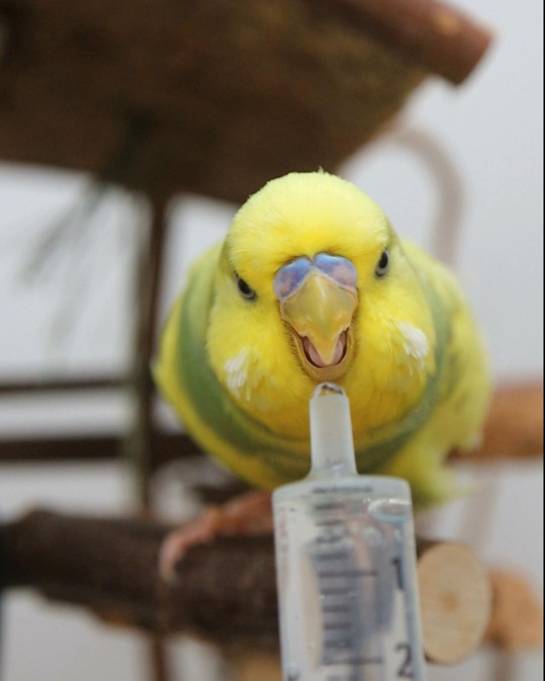 Muffin macht ganz toll mit!