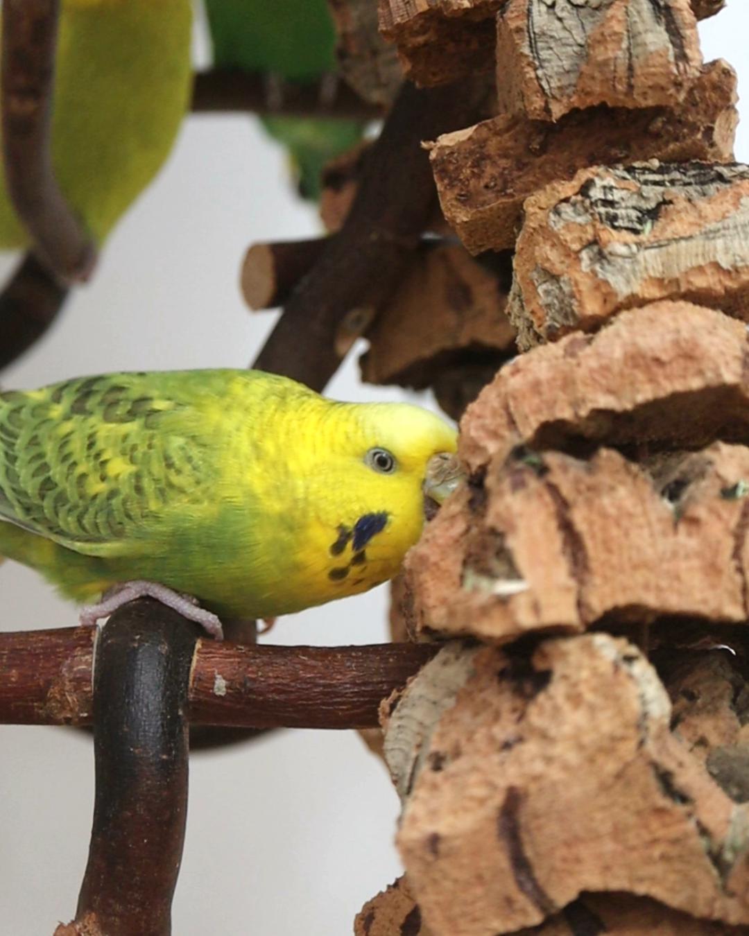 Fussili All’arrabbiata