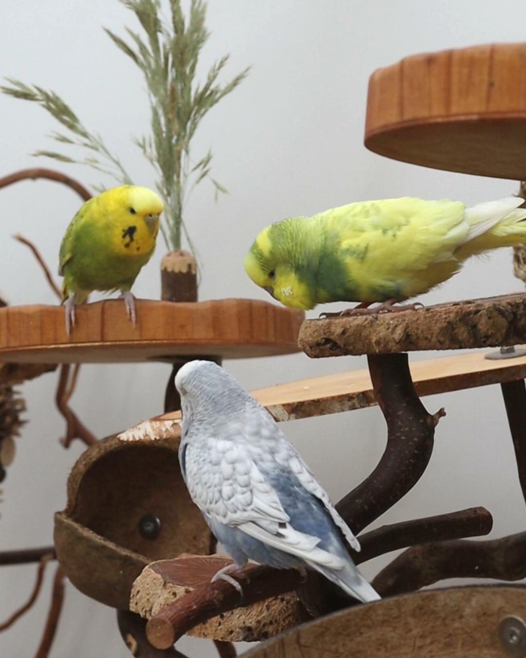 Zu viel Welliagra…