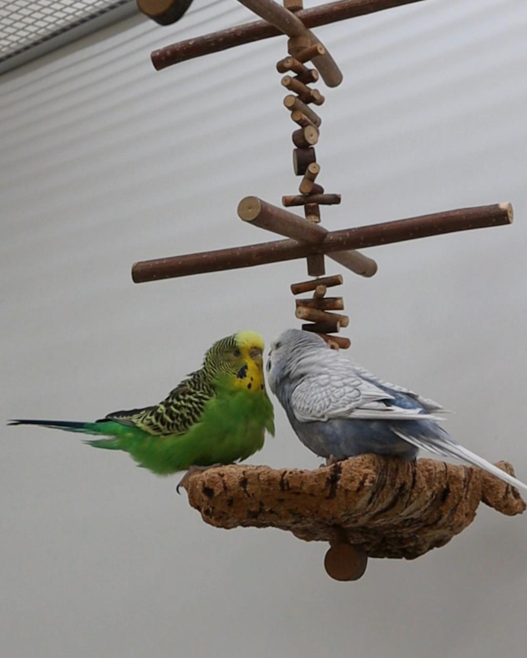 Ist der Chef aushäusig…