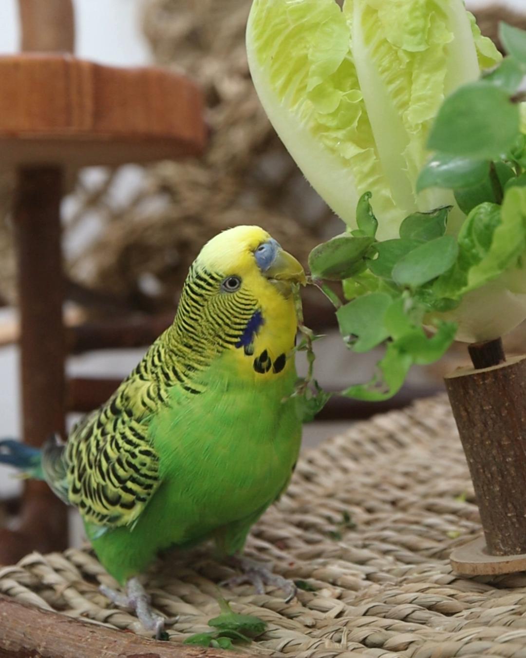 Geschmäcker sind verschieden