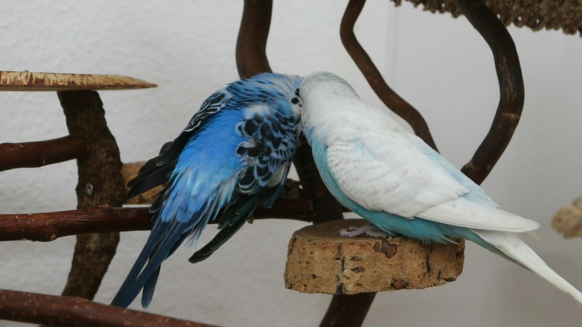 Beste Freunde 🤍💙