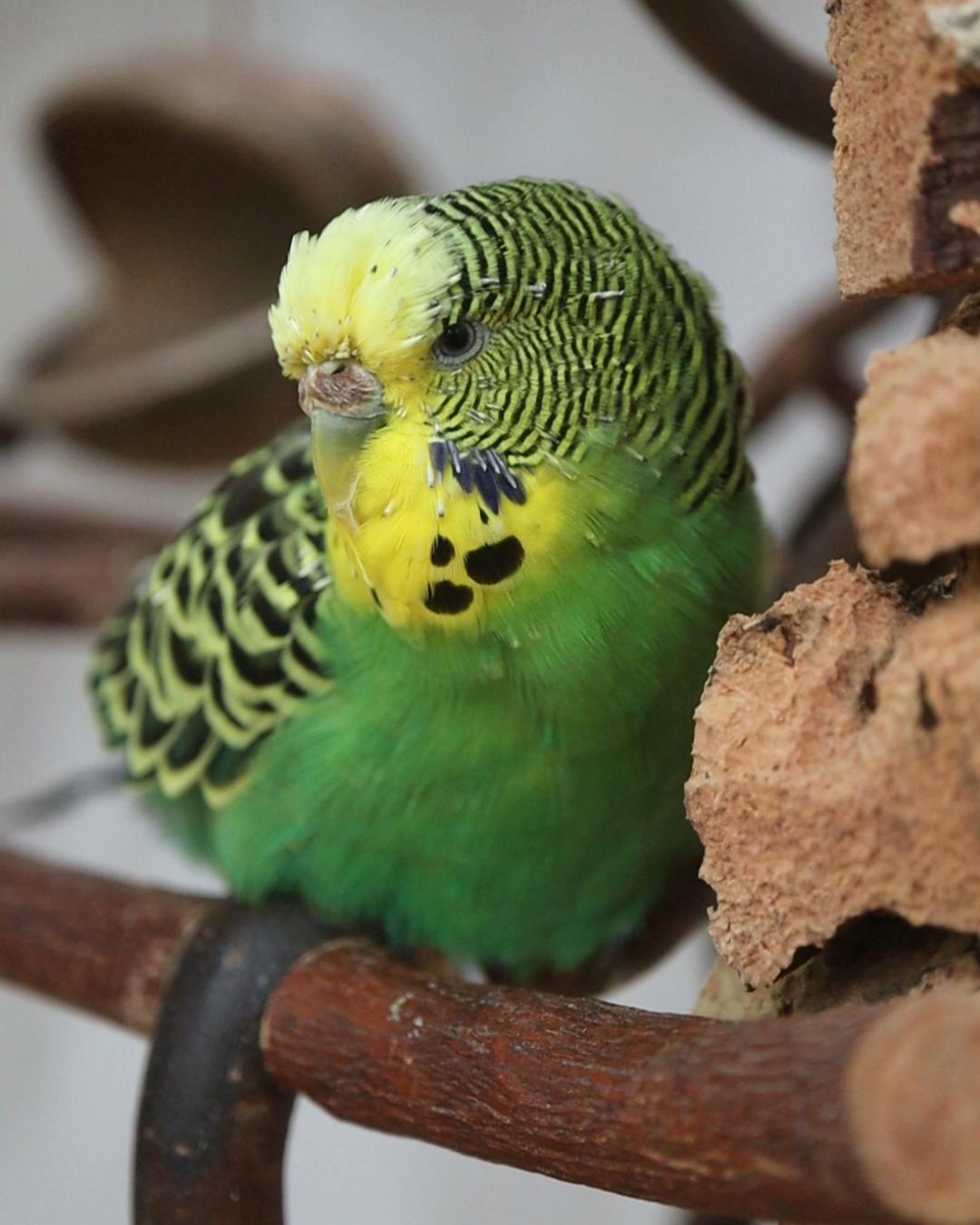 Kleine Zaubermaus 🥰