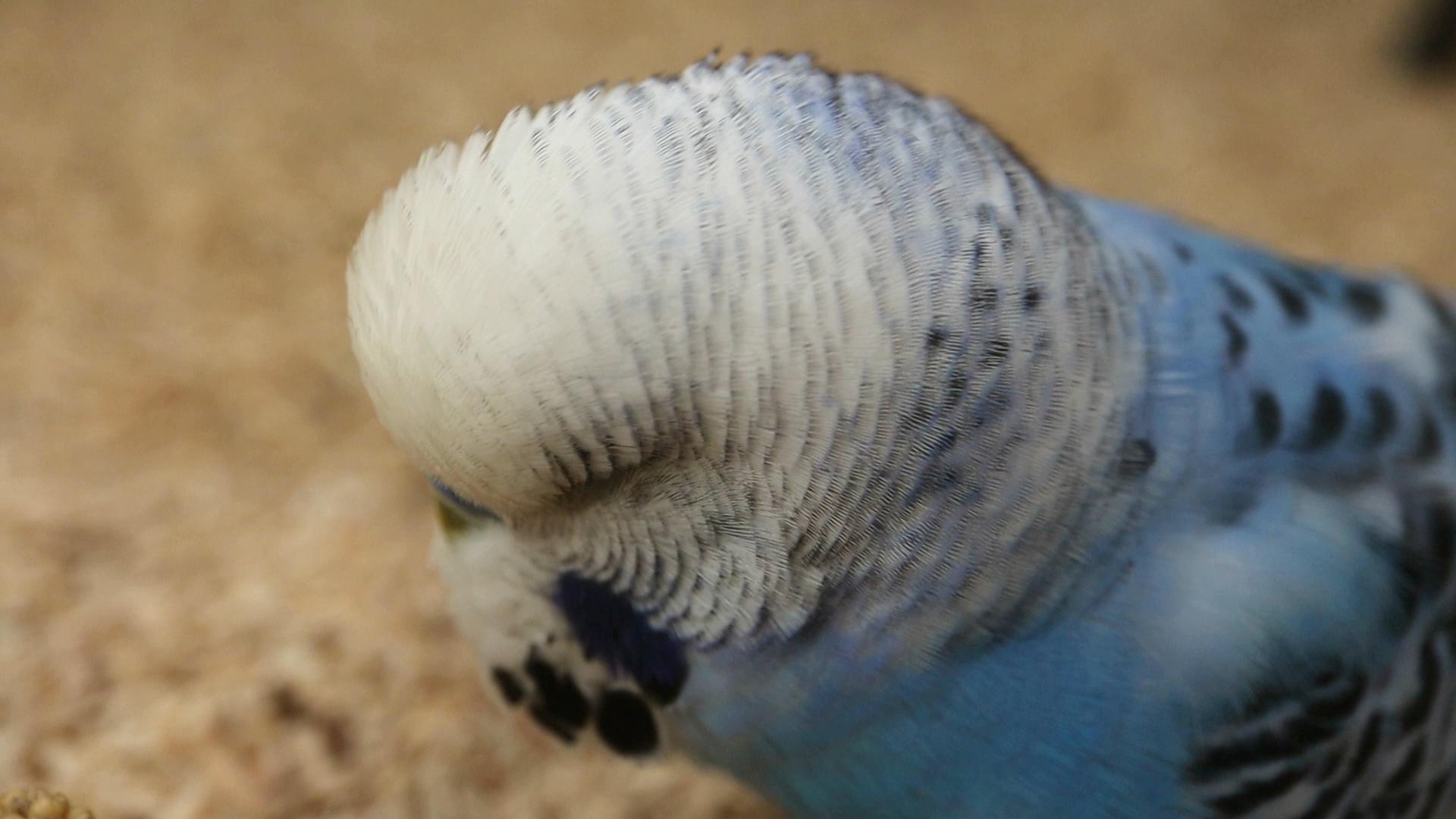 Coco in seiner Welt 💙🤍