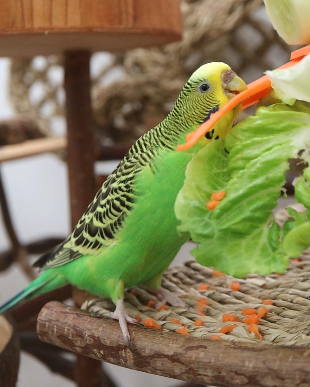 Karotte schnibbeln🥕