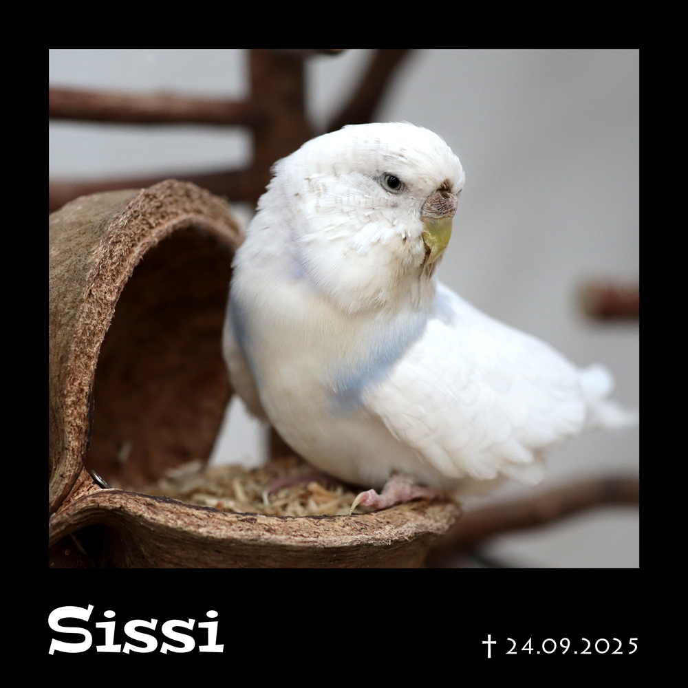 Auf Wiedersehen kleines Gespenst