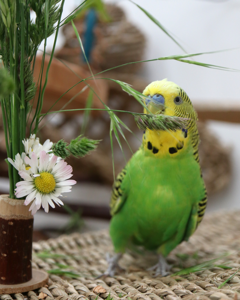 Frühsport mit Mücke