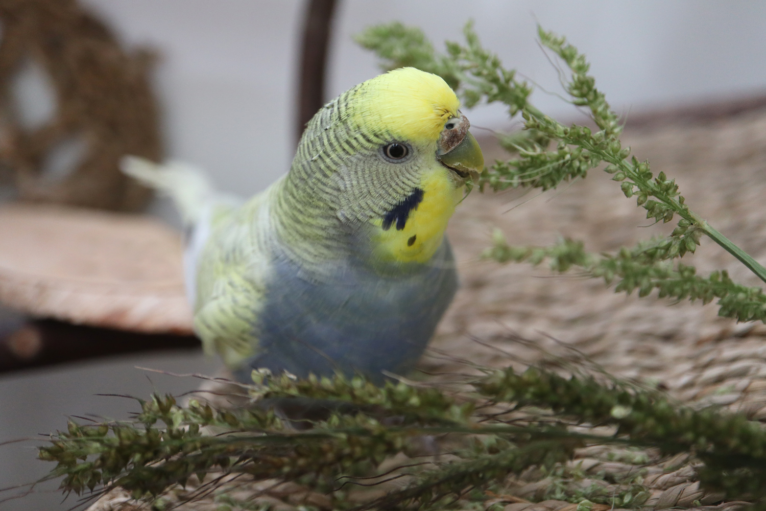 Festtagsschmaus für Lise